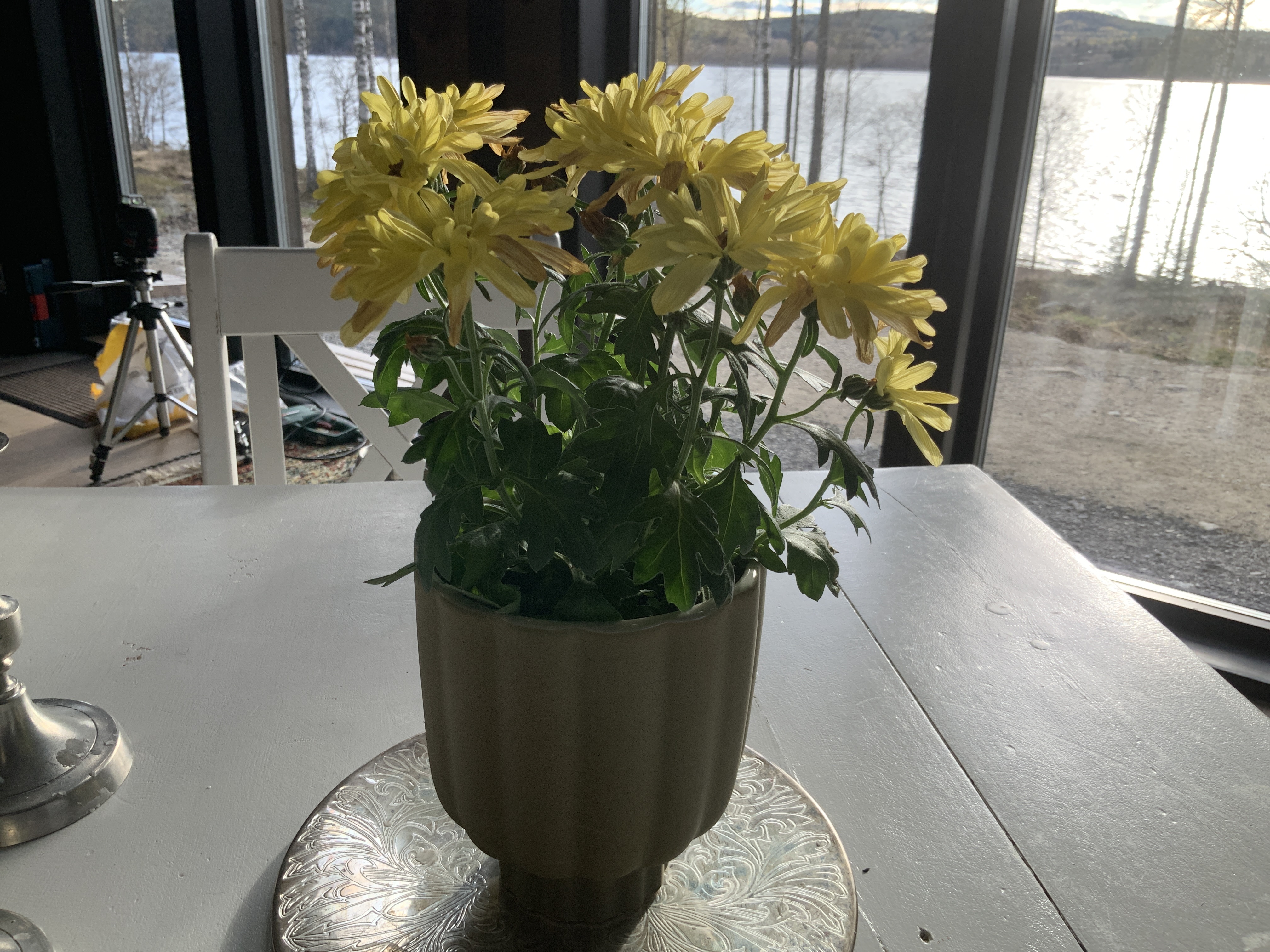 Generös blomma i fin kruka